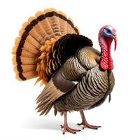 Colorful Turkey Displaying Feathers in Bright Studio Setting photo