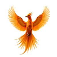 Vibrant Orange Bird with Outstretched Wings in a Dynamic Pose photo