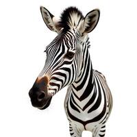 Close-Up Portrait of a Striped Zebra in Natural Setting photo
