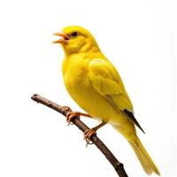 Bright Yellow Bird Perched on a Branch in Studio Light Setting photo