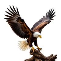 Majestic Bald Eagle Spreading Wings on Tree Branch in Nature Scene photo