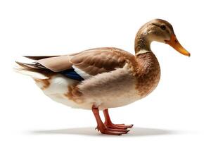 Close-up Profile of a Beautiful Waterfowl on White Background photo