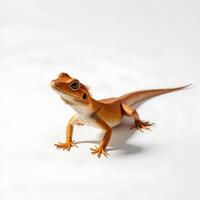 Orange Gecko on White Background with Detailed Textures and Features photo