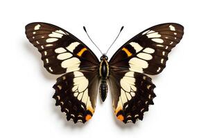 Colorful butterfly with striking patterns and detailed wings display photo