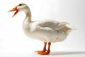 White Duck Standing on White Background with Open Beak photo