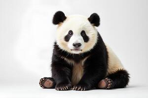Adorable Panda Cub Sitting on White Background with Playful Expression photo