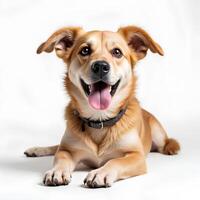 Happy Golden Dog Sitting on White Background with Playful Expression photo