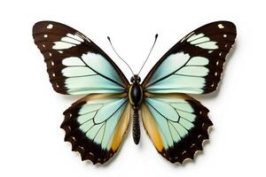 Vibrant Blue and Brown Butterfly on White Background photo