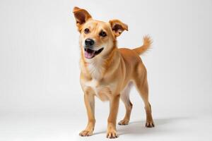 Happy Dog Standing on White Background with Playful Expression photo