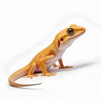 Vibrant Orange Lizard on White Background with Curious Expression photo