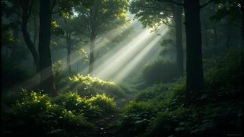 Ethereal Forest Scene with Sunlight Breaking Through Trees photo