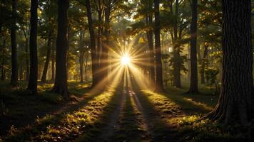 Enchanted Forest Path with Sun Rays Shining Through Trees photo