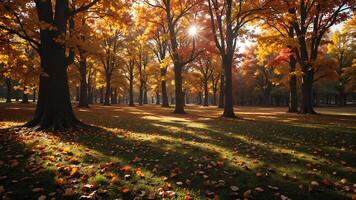 Captivating Autumn Forest with Colorful Leaves and Sunlight Rays photo
