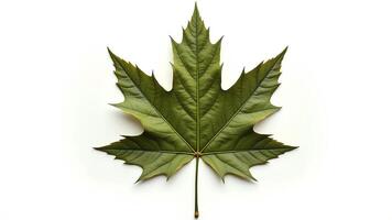 Detailed Green Maple Leaf with Textured Surface Against White Background photo