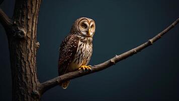 Majestic Owl Perched on Branch with Dark Background and Bold Eyes photo