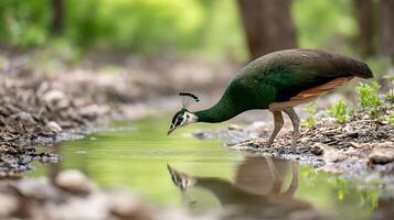 Majestic Peacock Drinking Water by Streamside in Natural Forest Setting with Reflections in Calm Surface photo