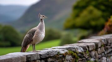 Elegant Bird Standing on Stone Wall with Lush Greenery in Background and Mountains in Distant View photo