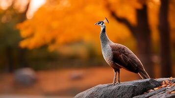 Majestic Bird Standing on a Rock with Autumn Foliage in the Background at Sunset Glow photo