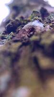 blurred view of beautiful green moss with ant video