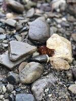 Wet stones composition. Vertical shot. Natural rocks background or wallpaper. photo