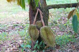 durian on the tree is the king of fruits. The skin is thick and hard with sharp thorns. The yellow flesh is separated into lobes. with brown seeds inside the meat have a unique smell sweet taste photo