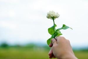 Arabian Jasmine flower bouquet on a blue background. photo