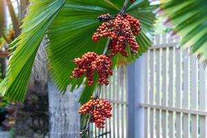 The fruit of Licuala spinosa is oval-shaped and has a single seed. When ripe, it is red. The leaves are single and somewhat rounded and fan-shaped. photo