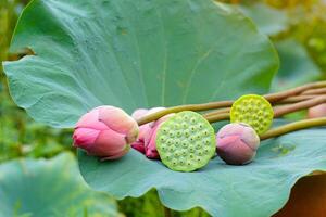 Pink sacred lotus flowers and lotus pods placed on the lotus leaf. photo