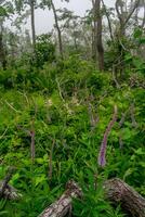 Misty forest in the mountains. Summer taiga in fog. Mysterious foggy forest photo