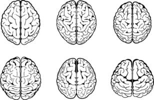 Human brain anatomy illustration top view medical concept brainpower thinking and intelligence vector