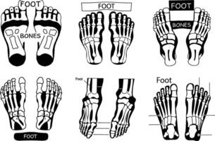 Human foot anatomy illustration showing bones and structure in different views vector