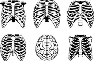 Set of human rib cages and brain isolated on white background vector