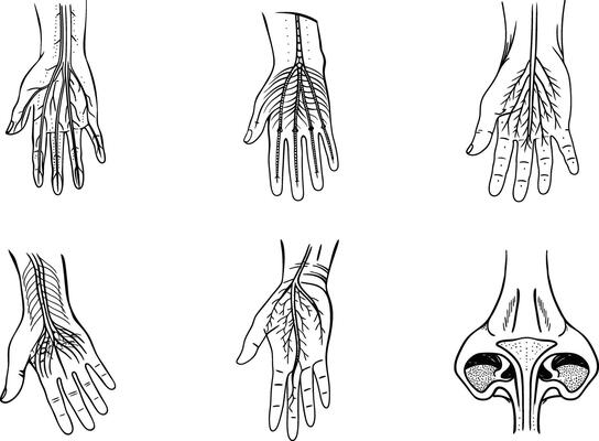 Medical illustration of human hands with nerve pathways and nasal anatomy