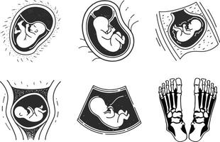 Pregnancy stages and anatomy in black and white linear graphics vector