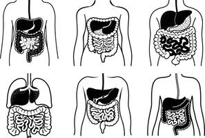 Human digestive system diagram with internal organs line art illustration vector