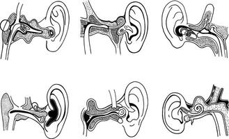 Anatomical illustration of human ear structure and parts in format vector