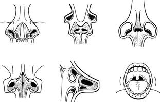 Anatomical illustrations of human nose and mouth cavities in black and white style vector