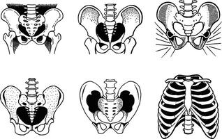 Different anatomical pelvis and rib cage illustrations depicting skeletal system with black outline vector