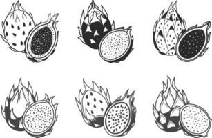 Dragon fruit illustration with various styles and monochrome design vector
