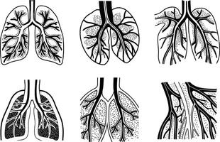 Graphic illustration of human lungs in different anatomical views vector