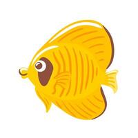 Chaetodon semilarvatus, known as the Indian butterflyfish, features a vibrant yellow body adorned with black markings and distinctive patterns. Its elegant fins and striking colors make it a popular vector
