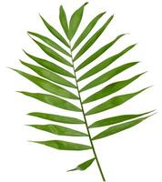 A single, vibrant green palm leaf with long, pointed leaflets attached to a central stem, isolated background photo