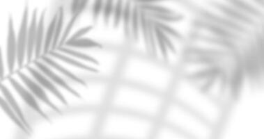 Blurred shadows of palm leaves and window panes are cast on a isolated background, creating a subtle and abstract pattern. photo