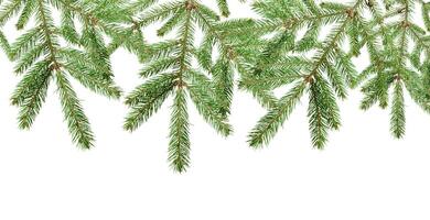 Spruce branch with green needles, isolated background. The branch is detailed and shows the texture of the needles and stem. photo