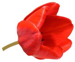 Red blooming tulip on isolated background photo