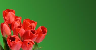 Bouquet of several vibrant red tulip flowers with green stems and leaves, green background. photo