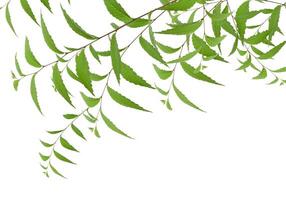 Branch with green leaves of Elm, or Ulmus, on isolated background. Copy space photo