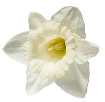 A single, pristine white daffodil flower with a delicate yellow center, isolated background, showcasing its elegant form photo