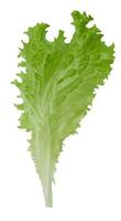 Green lettuce leaf with ruffled edges, isolated background, close up photo