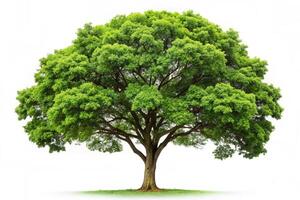 healthy green tree with wide branches, standing alone in a serene setting with a clean, white backdrop photo